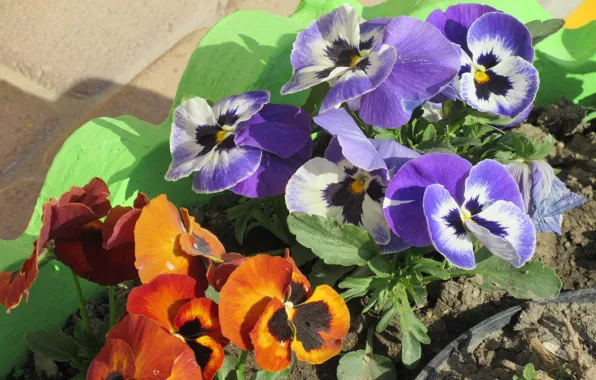 Pansy, flowerbed, April, spring 2018, meduzanol ©