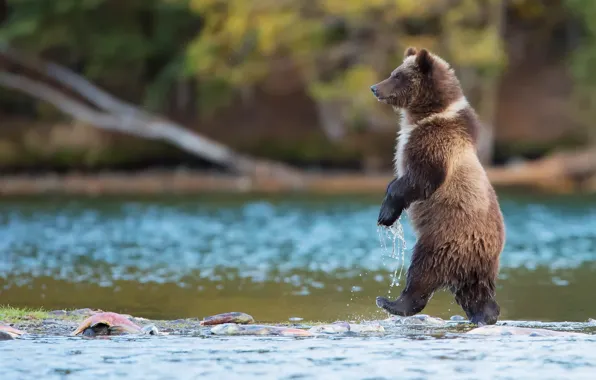 Picture water, nature, river, fish, predator, Canada, Bear, is