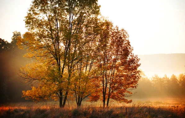 Field, autumn, forest, leaves, trees, nature, morning, yellow