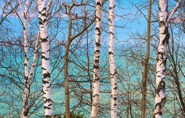 Branches, nature, trunks, birch, blue sky, birch grove