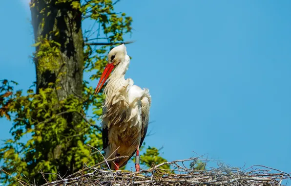 Nature, bird, socket, stork