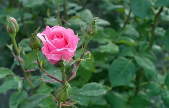 Picture roses, spikes, buds