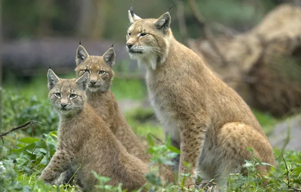 Look, cats, ears, lynx, wild, three, brush, sitting
