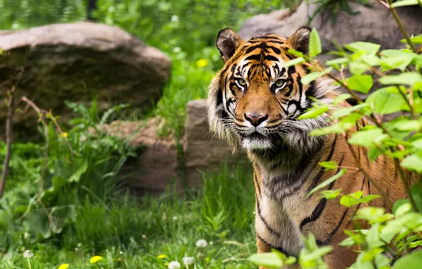 Greens, grass, look, face, leaves, nature, tiger, stones