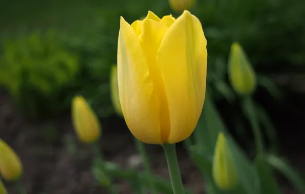 Picture yellow, Tulip, yellow, tulip