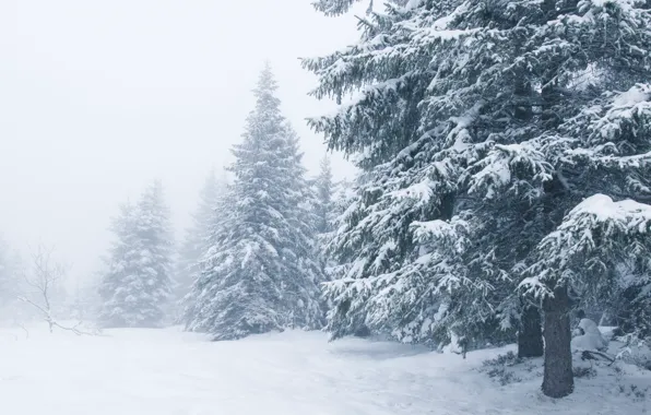 Picture winter, snow, trees, landscape, winter, tree, landscape, nature