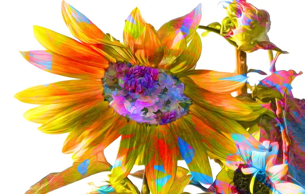 Flower, line, paint, sunflower, petals
