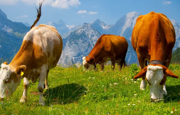The sky, mountains, cow, meadow, Alps