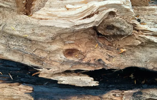 Tree, Texture, cross-section of a tree