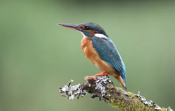 Look, green, background, bird, moss, branch, bird, Kingfisher