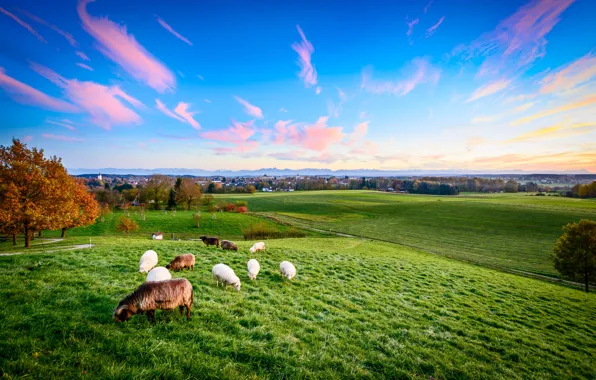 Picture autumn, animals, landscape, nature, sheep, Germany, Bayern, pasture