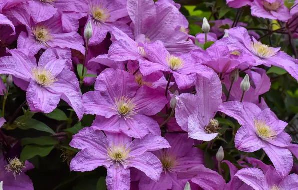 Lilac, clematis, clematis