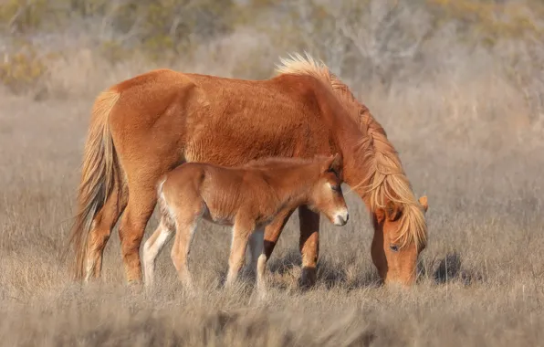 Field, grass, horses, horse, pair, red, mother, foal