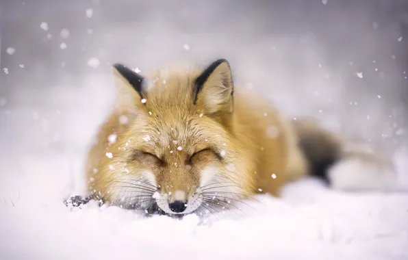 Winter, face, snow, Fox, red