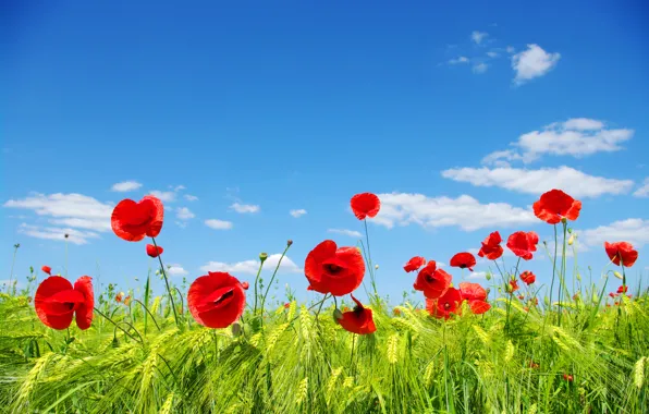 Picture field, the sky, clouds, flowers, Maki, petals, meadow, ears