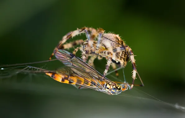 Picture macro, OSA, web, spider, insect