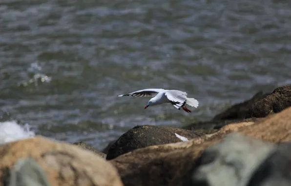 Sea, water, stones, bird, Seagull, flight, boulders