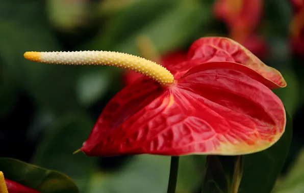 Flower, macro, red, green background, bokeh, Anthurium