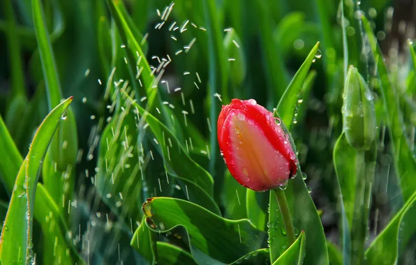Greens, flower, leaves, water, drops, squirt, red, pink