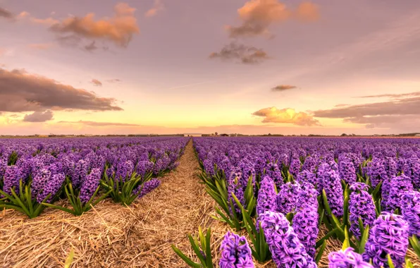 Field, the sky, clouds, flowers, beauty, spring, the evening, horizon
