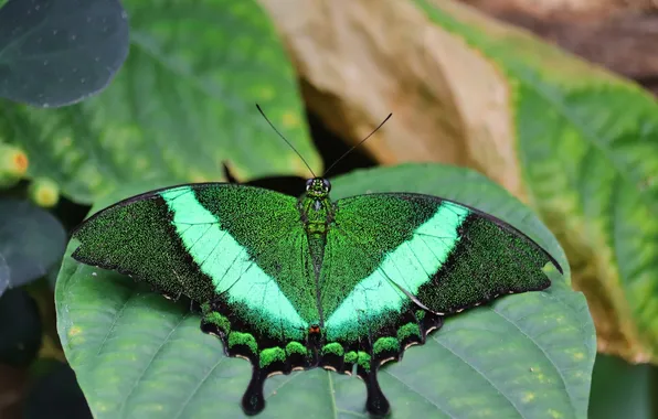 Leaves, microsemi, wings, Butterfly, insect, beautiful, closeup