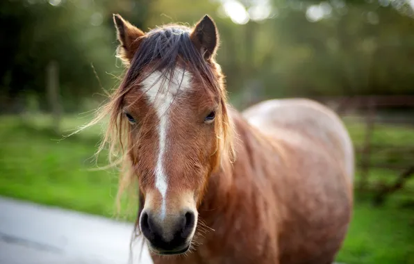 Summer, nature, horse