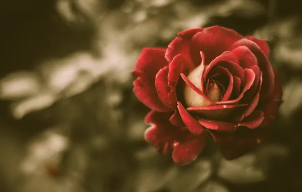 Picture rose, vintage, flower