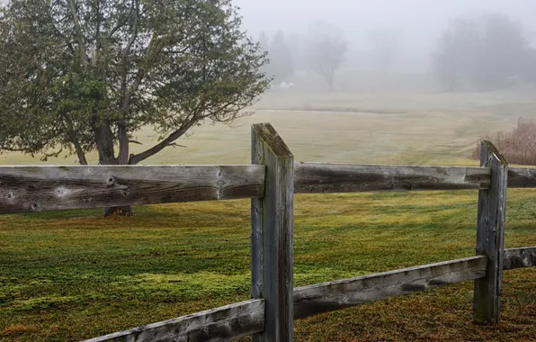 Field, landscape, the fence