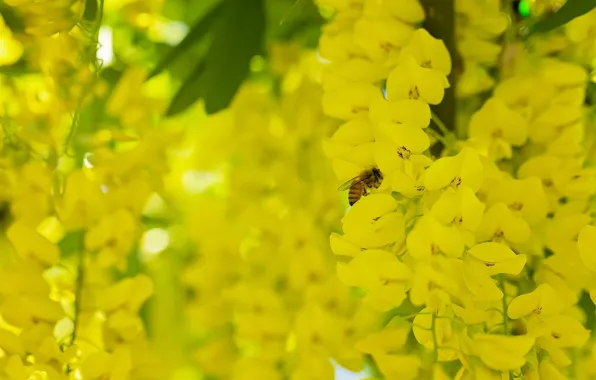 Picture macro, bee, insect, brush, flowers, bobovnik