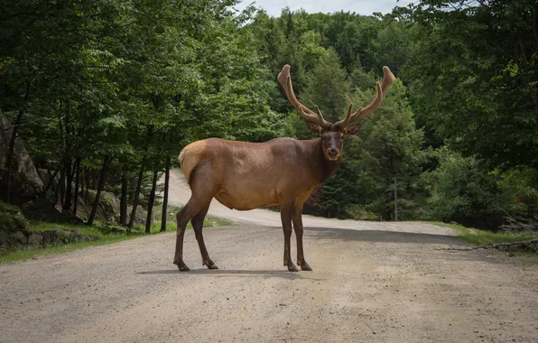 Animal, deer, wildlife