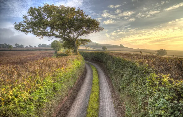 Picture road, autumn, trees