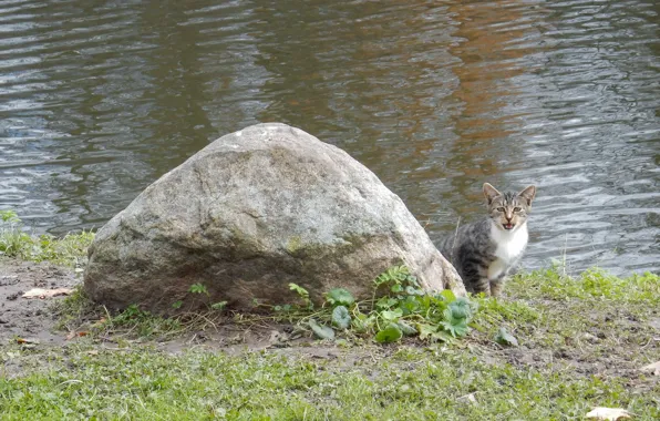 Cat, cat, lake, pond, river, tree, widescreen, Wallpaper