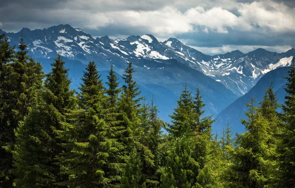 Forest, clouds, snow, mountains, tops, view, tree, height