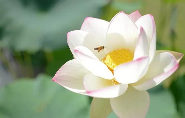 Flower, purity, bee, tenderness, Lotus