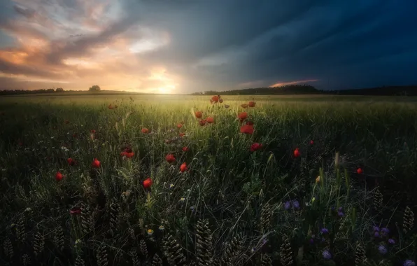 Picture flowers, meadow, grass