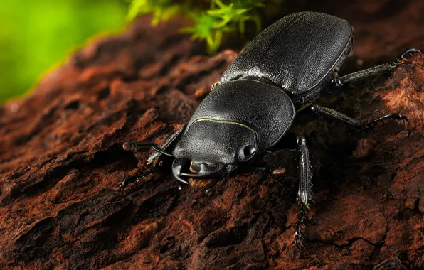 Macro, tree, black, beetle, horns, insect, bark, bokeh