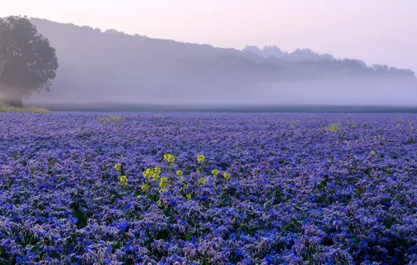 Field, the sky, trees, flowers, fog, hills, plantation