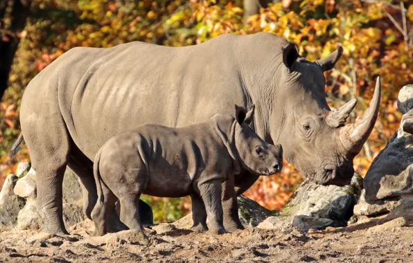 Baby, Rhino, cub