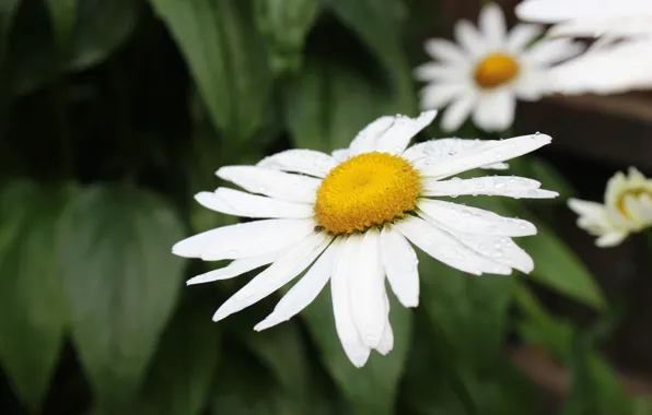 Greens, summer, leaves, drops, flowers, yellow, Daisy, after the rain