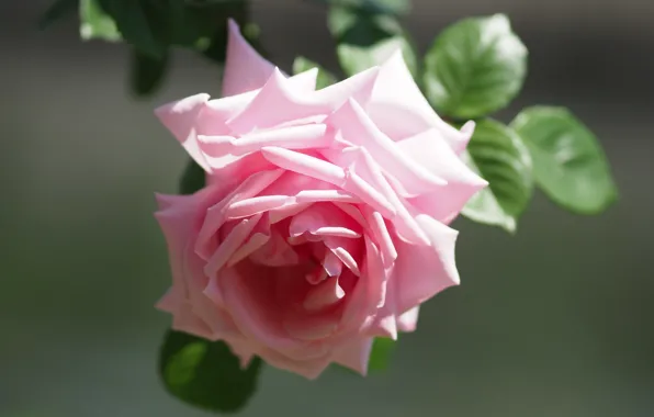 Macro, pink, rose, petals, Bud, bokeh
