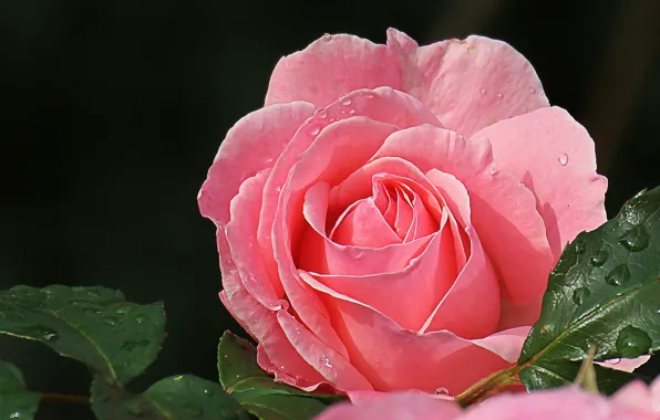 Picture macro, roses, petals, beauty, pink