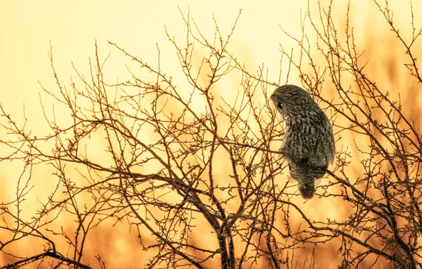 Picture trees, branches, nature, owl, bird, silhouette, yellow background, owl