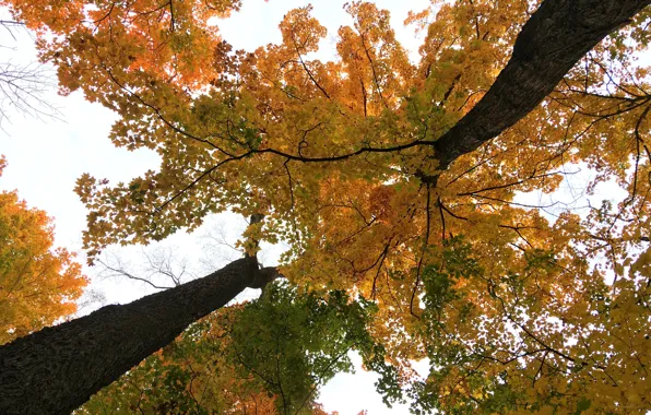 Picture nature, autumn, tree