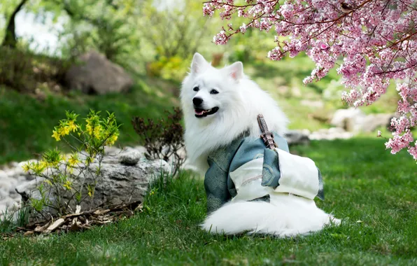 Green grass, dog, katana, Sakura, kimono, cherry blossoms, cherry blossoms, woof woof