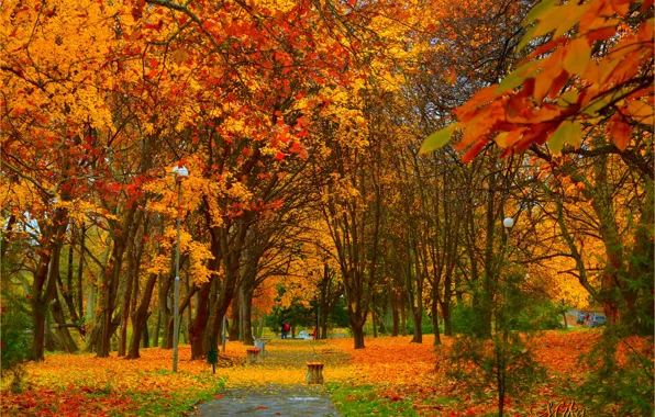 Autumn, Trees, Lights, Park, Fall, Park, Autumn, Colors