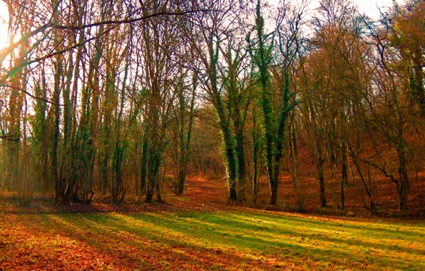 Picture autumn, forest, rays, trees, foliage, sunshine, forest, falling leaves