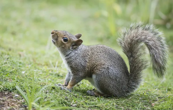 Picture grass, background, protein