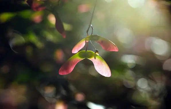 Macro, nature, background