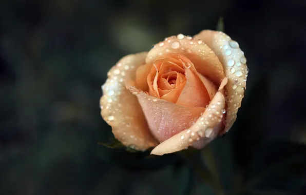 Flower, macro, Rosa, rose, beige