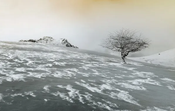 The sky, snow, landscape, tree